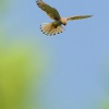 Postolka obecna - Falco tinnunculus - Eurasian Kestrel 4325